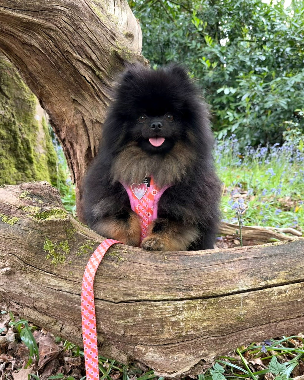 Never a phase Leash